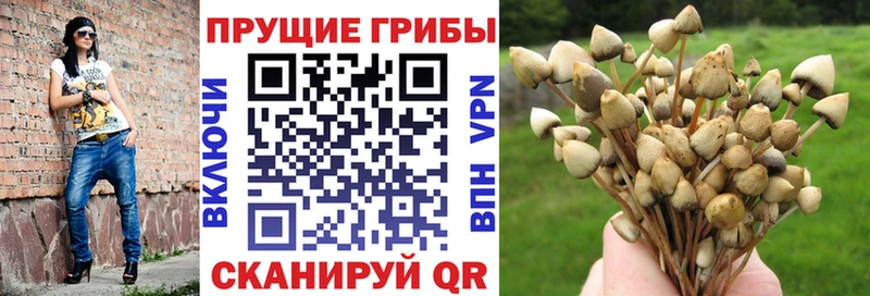 Галлюциногенные грибы Psilocybe  Купить закладки  Батайск 